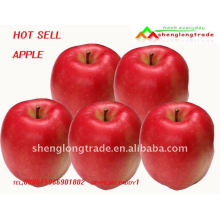 Nouveau corp fuji super doux pommes Chine usine à vendre